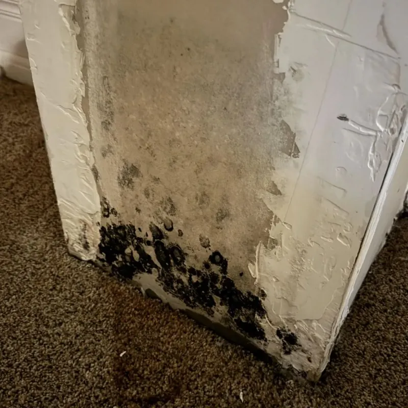 Professional Mold Removal in Keshena, WI